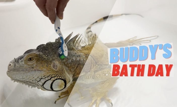 Buddy-the-lizard-influncer-pet-owners