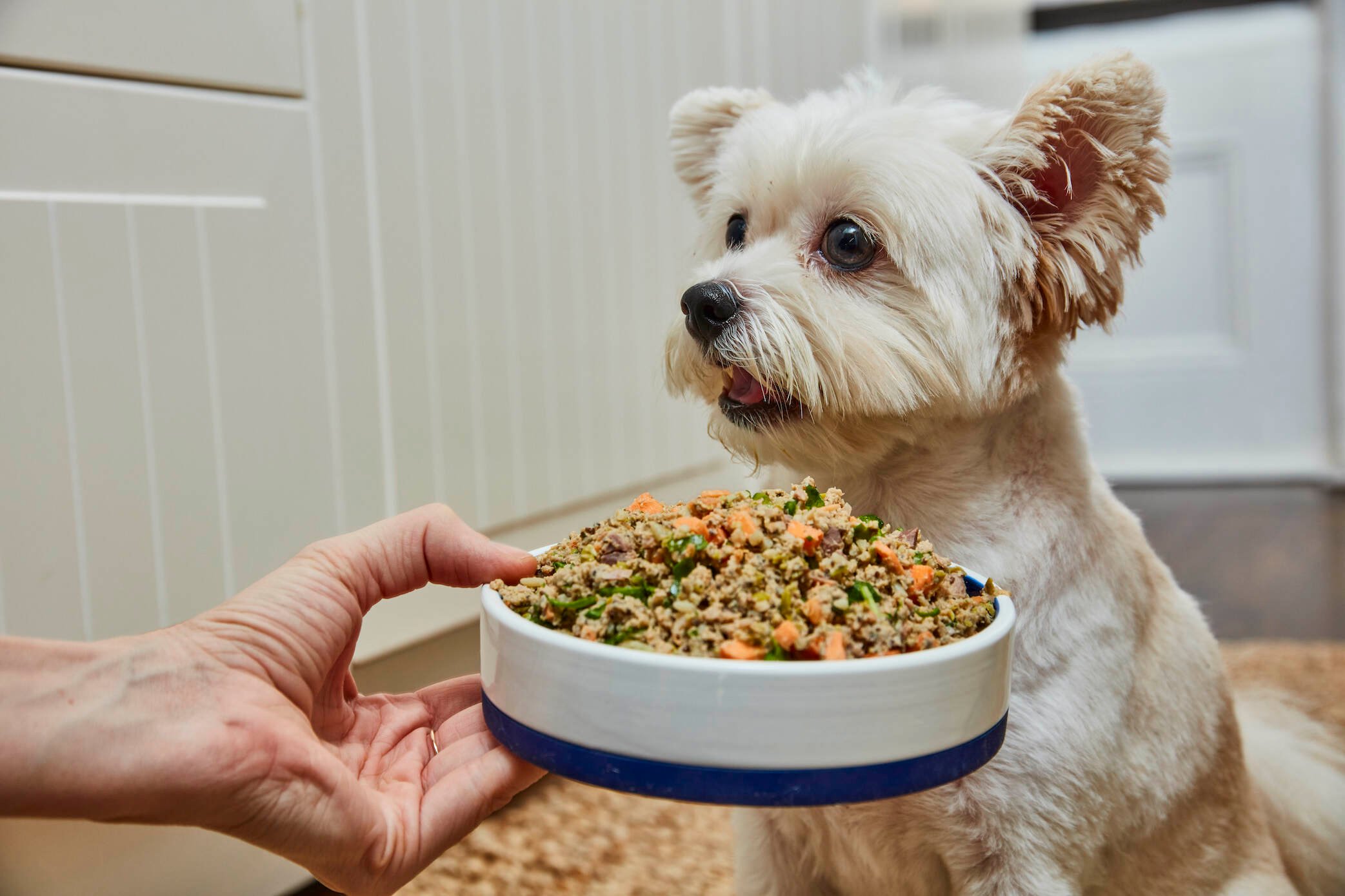 Ollie-food-petfluencers