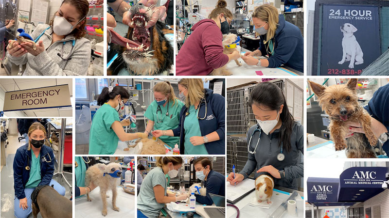 Schwarzman-Animal-holistic-care