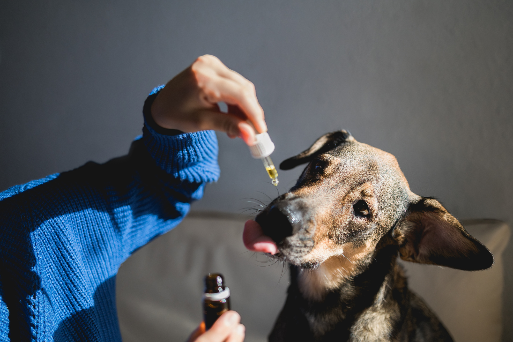 Alternative Therapies in Animal Health Move Into Mainstream Care.