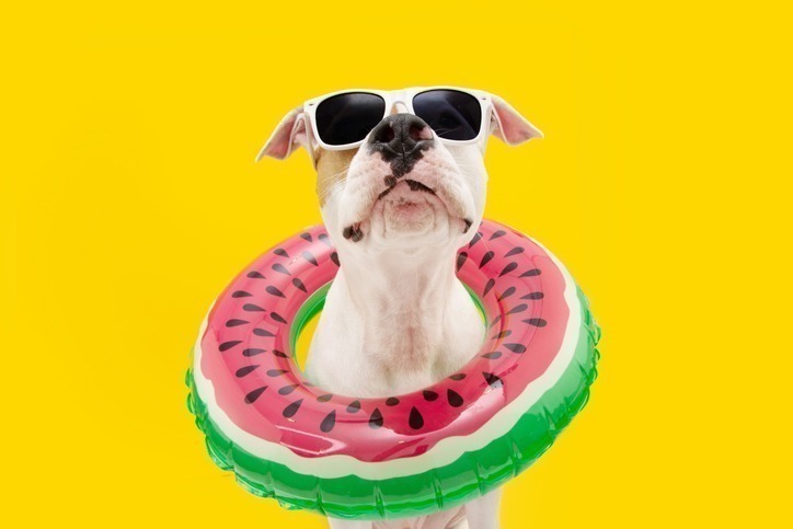 10 Trends Transforming Pet Care Products.