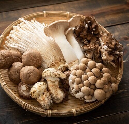 the-mushroom-revolution